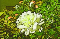 Blumen_111-900