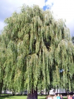 S7304084_ergebnis