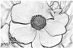 Blumen (Zeichnungen)
