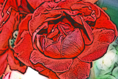 Flower Cartoons