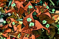 Blumen_001-900