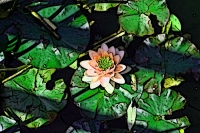 Blumen_014-900
