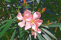 Blumen_015-900