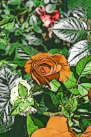 Blumen_019-900