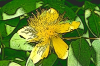 Blumen_031-900