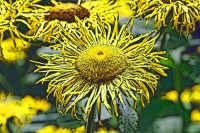 Blumen_036-900