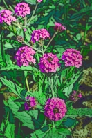 Blumen_040-900