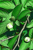 Blumen_046-900