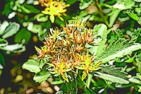Blumen_050-900
