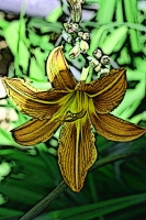 Blumen_057-900