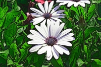 Blumen_068-900