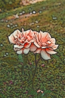 Blumen_082-900