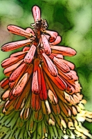 Blumen_095-900