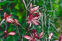 Blumen_101-900