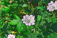 Blumen_104-900