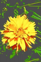 Blumen_105-900