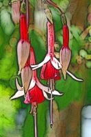 Blumen_107-900