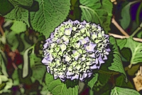 Blumen_108-900
