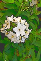Blumen_110-900