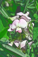 Blumen_114-900